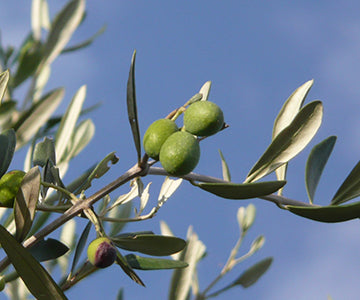 Picual Ultra Premium Olive Oil - MEDIUM